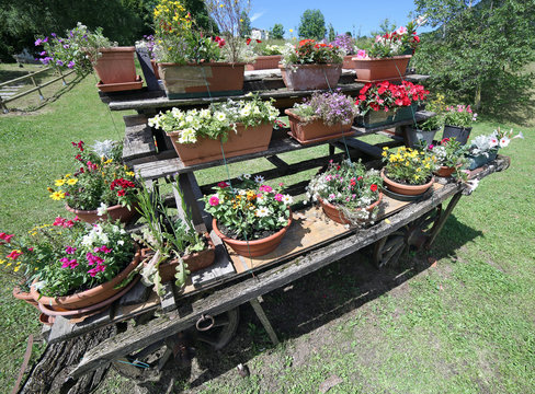old wooden cart festooned with many pots of flowers in the meado