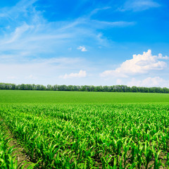 Fototapeta na wymiar Bright corn field and blue sky