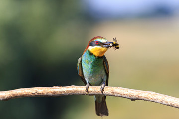 european bee eater with a bumblebee in its beak