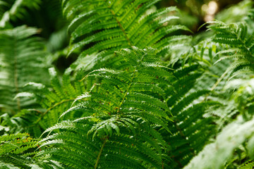 Fern leaves