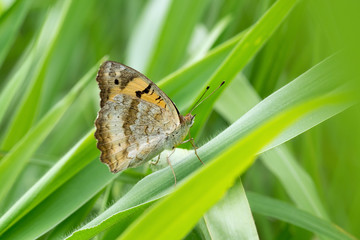 Closeup butterfly on flower