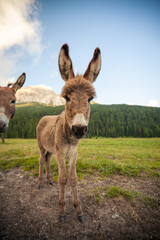 Two cute donkeys in Dolomites, Italy