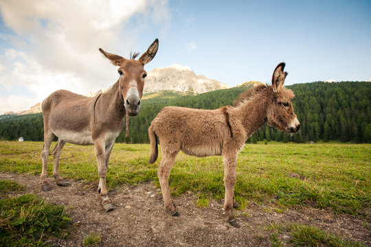 Two cute donkeys in Dolomites, Italy
