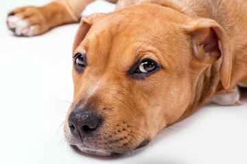 Cute staffordshire terrier puppy