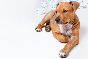 Cute staffordshire terrier puppy