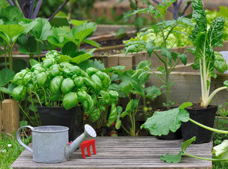 différents légumes en pot pour potager 