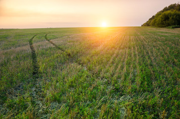 Sunsrise over green field with road which leading through the field.