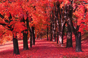 forêt d& 39 automne couleur