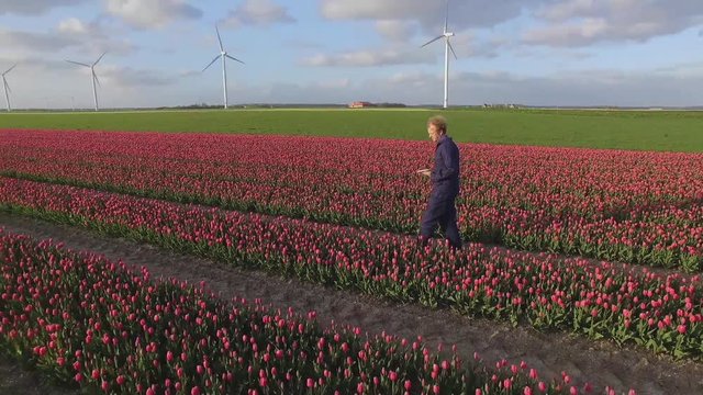 Tulip field