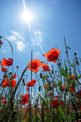 Obraz premium red poppies on a background of blue sky