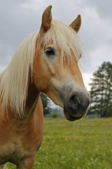 Naklejka premium Haflinger horse grazing