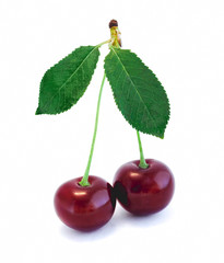 Cherry isolated on white background