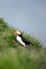 Puffin