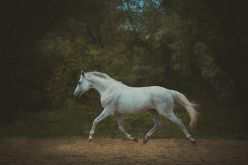 Fototapeta na wymiar white horse runs on the dark green trees background