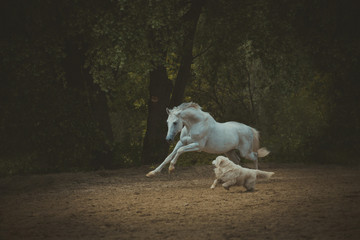 white horse runs with the dog on the dark green trees background