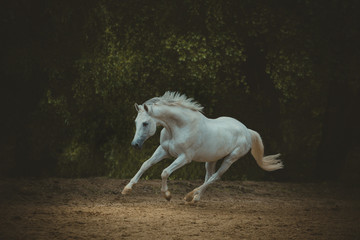 Obraz na płótnie Canvas white horse runs on the dark green trees background