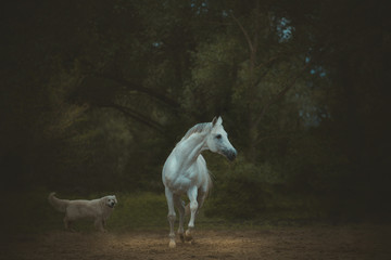 Obraz na płótnie Canvas white horse runs with the dog on the dark green trees background