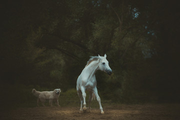 Fototapeta na wymiar white horse runs with the dog on the dark green trees background