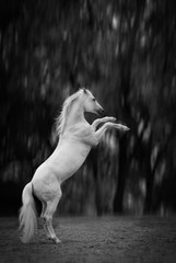 white horse reared on the dark  trees background © ashva