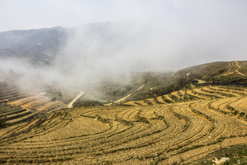rice terraces near Sapa