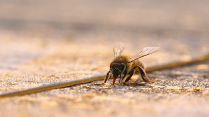 Honeybee drinking water on granite surface at sunset