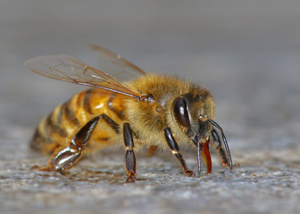 Honeybee detailed portrait on granite surface