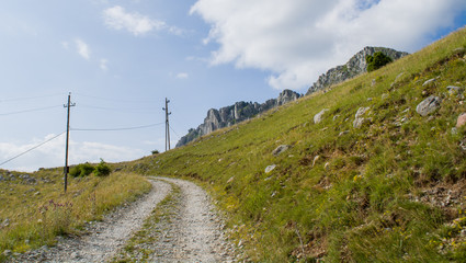 Road surrounded by green