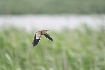 ヨシゴイ(Yellow bittern)