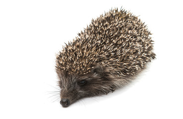 Hedgehog