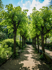 Fototapeta premium rows of trees in a park