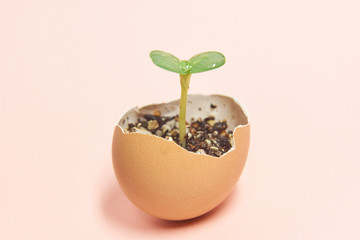 卵の殻を再利用したふたばの新芽が発芽するエコロジーイメージ