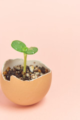 卵の殻を再利用したふたばの新芽が発芽するエコロジーイメージ