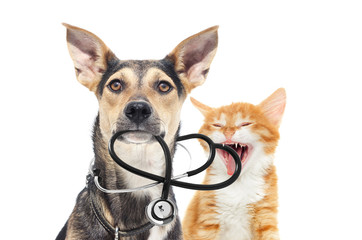 dog and a cat and a stethoscope