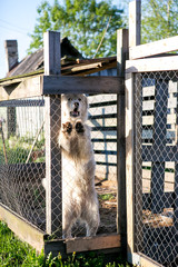 Young white Maremma Sheepdog yipping