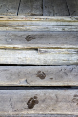 Wet of man footprint on the old wooden steps outdoors