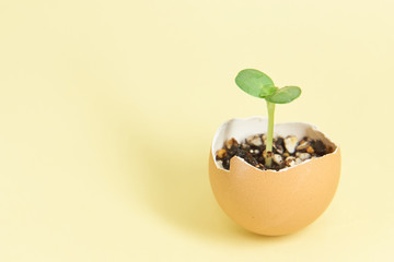 卵の殻を再利用したふたばの新芽が発芽するエコロジーイメージ