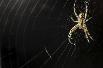 spider hanging on the web on a black background