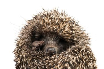 Hedgehog