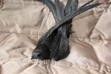 Стриж прилетел отдохнуть