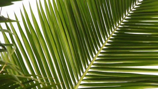 Folhas de palmeira ao vento.