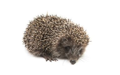 Hedgehog