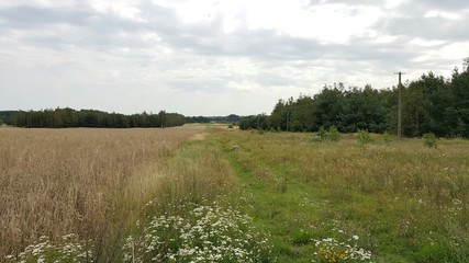 łąka © michalsen