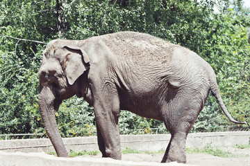 Fototapeta premium Large elephant in nature, side view