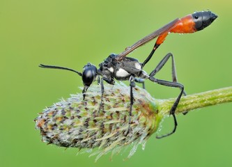 Ammophila wasp, Sphecidae, Hunting wasp