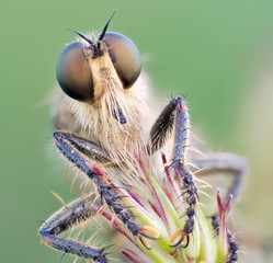 Sleeping robber fly (Asilidae - Zosteria) in the morning with dew drops