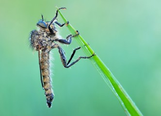 Sleeping robber fly (Asilidae - Zosteria) in the morning with dew drops