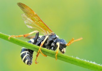 Wasp on leaf