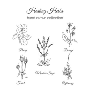 Holistic Medicine. Healing Herbs Illustration. Handdrawn Meadow Sage, Agrimony, Borage, Pansy and Teasel. Health and Nature collection. Vector Ayurvedic Herb. Herbal Natural Supplements.