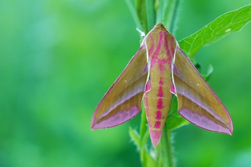 Hawk moth (Deilephila elpenor)