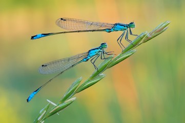 Dragonfly on a colorful background - obrazy, fototapety, plakaty
